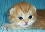 sher0