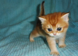 u-ka14d