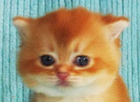 д34