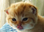 leo0