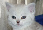 duchess0