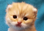 wendi5aa