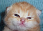lamb0
