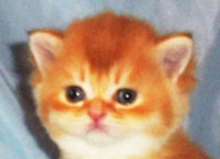 д35