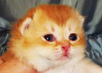 Британские котята золотого окраса
